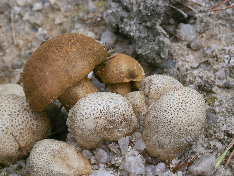 Pseudoboletus parasiticus